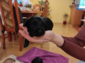 Štěňata křížence - 2