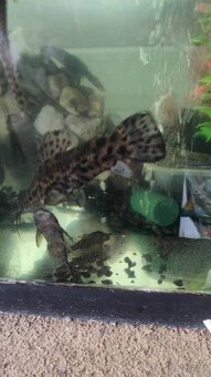 Pancéřníček kropenatý - 2