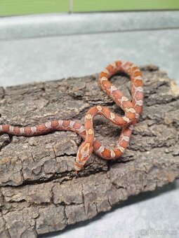 Užovka červená (Corn Snake) - 2