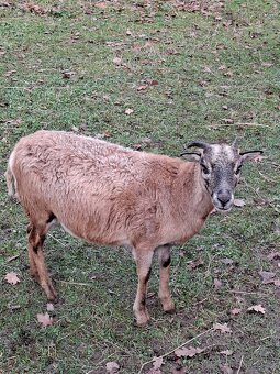 kamerunská ovce - 2