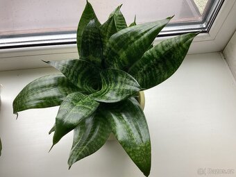 Potos, Tchýnin jazyk, kapradi 3 druhy - 2