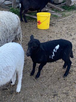 Dorper x Kamerun - 2