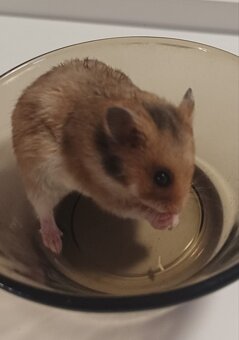 Syrský křeček - 2