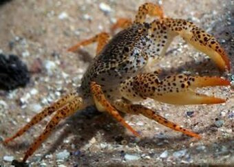 Krab panter - 2