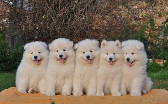 SAMOJED ŠTENIATKA S RODOKMEŇOM - 2
