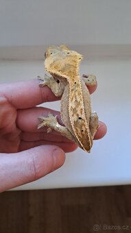 Pagekon řasnatý (Rhacodactylus ciliatus) - 2