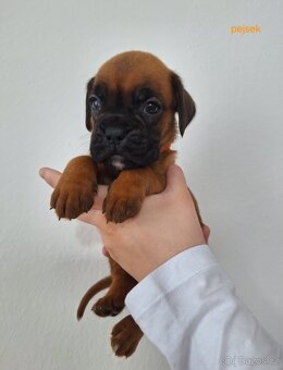Německý boxer štěňata s PP - Moravia Dog Club - 2