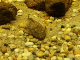Ancistrus - 2