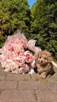 Maltipoo chlapeček - 2