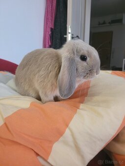 Mini lop - 2