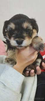 🐾 Jorkšírská štěňátka k rezervaci – odběr před Vánoci 🎄 - 2