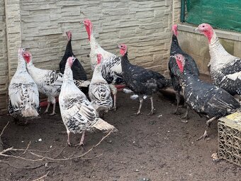 Krůty a krocani bronzové - 2