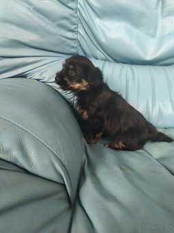 Jorkšírský teriér - 2