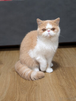 Prodám exotickou kočku s PP - 2