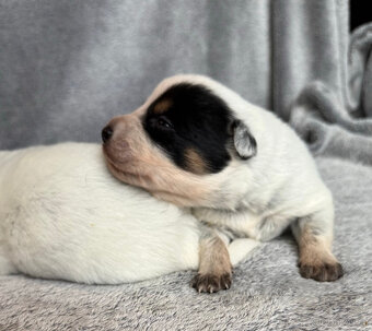 Australský honácký pes s PP - 2