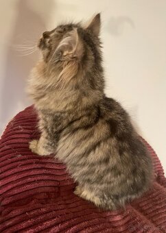 Sibiřská kočka s PP - 2