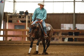 Plemenný hřebec AQH - 2