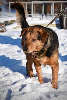 Kříženec ovčáka a rotvajlera hledá domov - 2