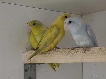 Papoušicek šedokřídlý - 2