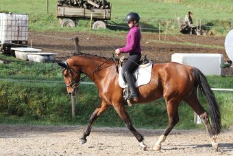 Prodej/pronájem 7-mi letá klisna CS - 2