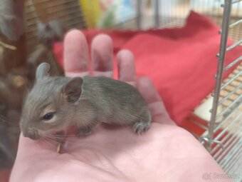 Osmák degu - 2