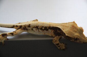 Pagekon řasnatý sameček - 2