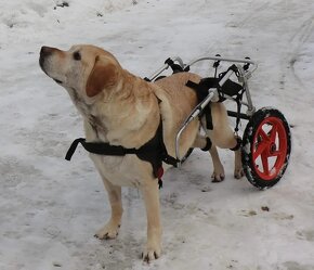 Nový invalidní vozík pro pejsky velikost L -XL - 2