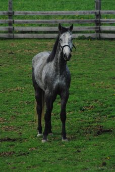 🐴 Na prodej – mladý valach po Hickstead White - 2