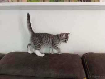 Prodám kocourka barva Whiskas - 2