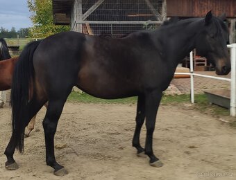 8-letá klisna po QH - 2