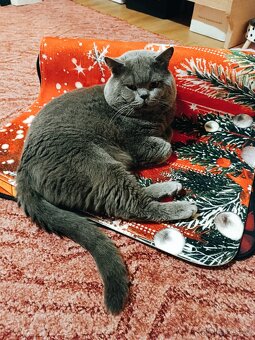 Britský kocour ke krytí - 2