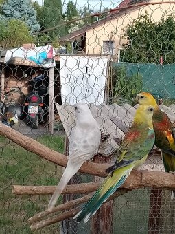 Papoušek zpěvavý - 2