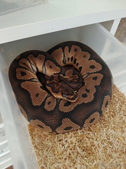 Krajta královská samec CLOWN - 2