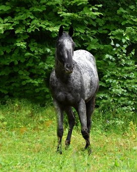 Appa x QH klisna 2,5 roku - 2