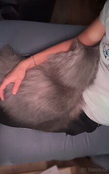 Prodej kocourka.. důvod stěhování - 2