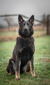 Německý ovčák - 2