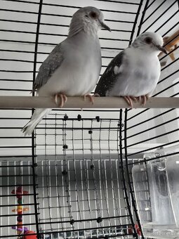 Holoubek diamantový - 2