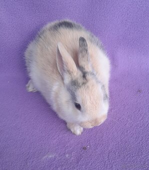 Zakrslý králíček - 2