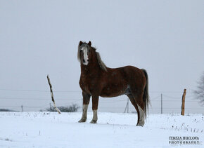 Welsh mountain pony, sekce A - 2