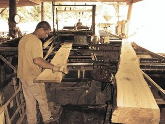 Práce na pile- možnost ubytování - 2