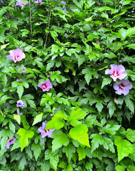 IBIŠEK VENKOVNÍ SAZENICE - 2