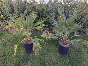 Mrazuvzdorná palma - 2