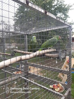 Amazonan zlutolici - 2