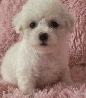 Bišonek frisé s Pp - 2