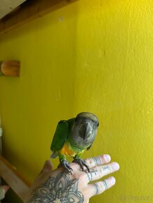Papoušek Senegalský ručně dokrmenny - 2