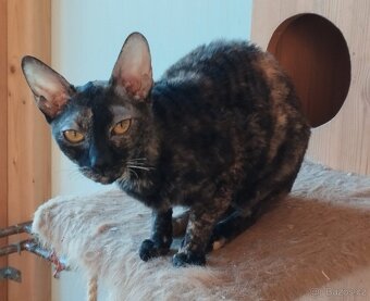 Cornish rex kočka kotě - 2