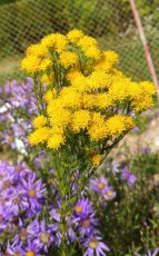Hvězdnice zlatovlásek Aster linosyris 1700 semen 50 Kč - 2