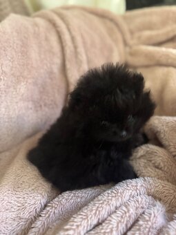 Pomeranian - 2