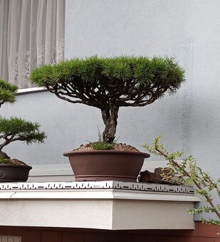Borovice lesní (Pinus sylvestris) bonsai - 2