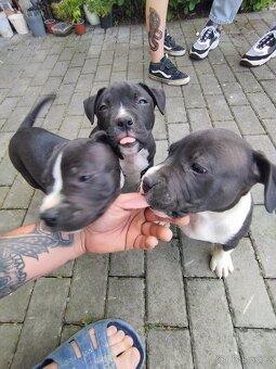 Americký stafordširský teriér : AMSTAFF - 2